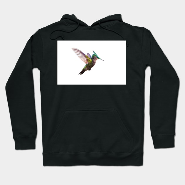 Antillean crested hummingbird Hoodie by GrahamPrentice